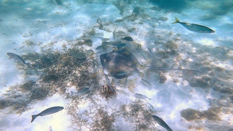 A Cabo Catoche, les locaux pratiquent le nourrissage ou feeding des poissons. Cette pratique irrespectueuse de la nature, qui est donc à proscrire, permet de satisfaire les clients