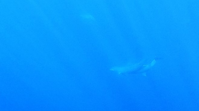 Des dauphins plongent dans le grand bleu à l'approche du bateau