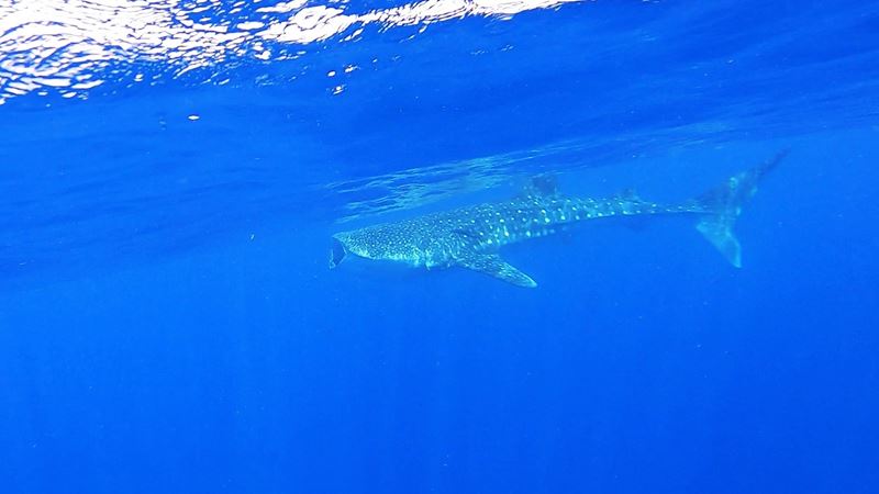 Un requin-baleine observé pendant l'excursion depuis Holbox