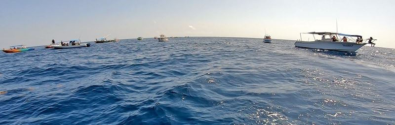 Une vingtaine de bateaux font la queue pour essayer d'apercevoir un requin-baleine juvénile