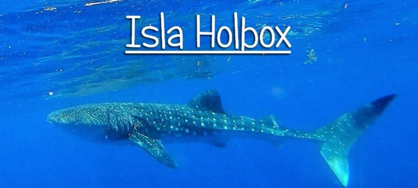 Isla Holbox et les requins-baleines