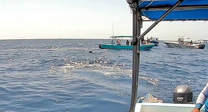 Une vingtaine de bateaux font la queue pour essayer d'apercevoir un requin-baleine juvénile