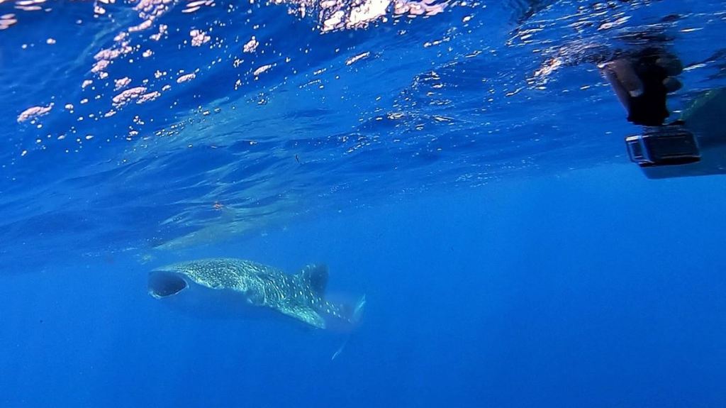 Un requin-baleine observé pendant l'excursion depuis Holbox
