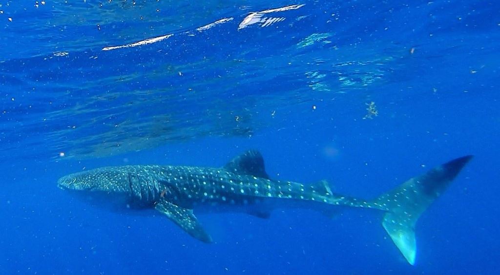 Un requin-baleine observé pendant l'excursion depuis Holbox