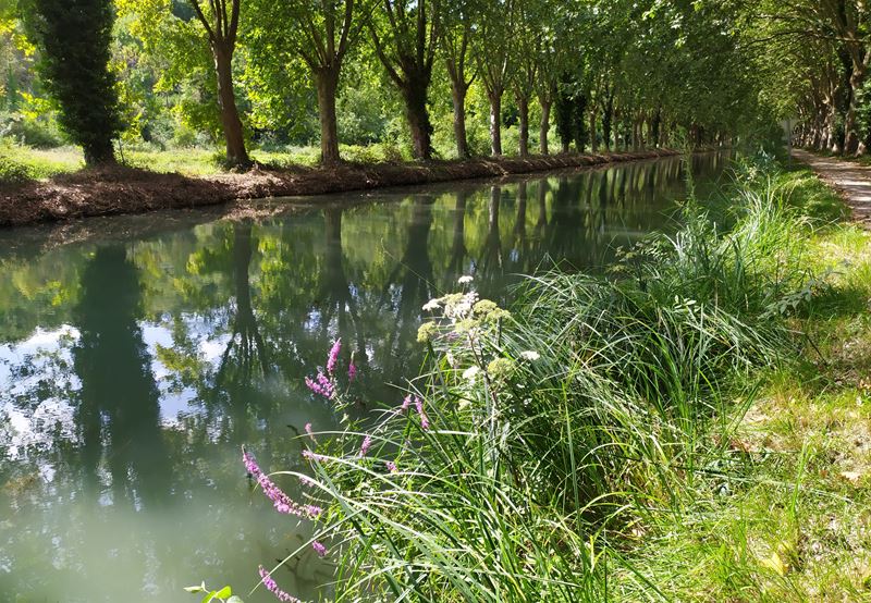 Le canal de Garonne (qui fait partie du canal des Deux-Mers), ses platanes et sa piste cyclable