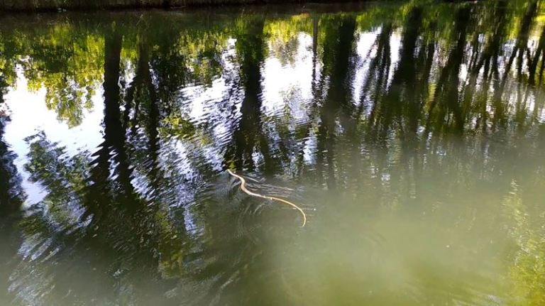 Une couleuvre verte et jaune ou Hierophis viridiflavus nage dans les eaux du canal latéral à la Garonne