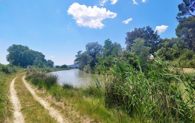 Les platanes du canal du Midi ont été abattus à cause du chancre coloré
