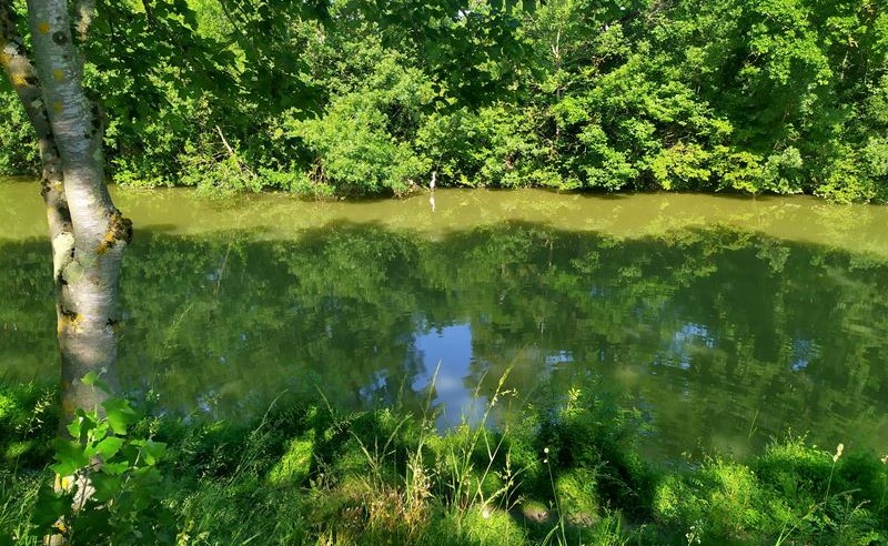 Une aigrette dans les eaux du canal du Midi, sauvage