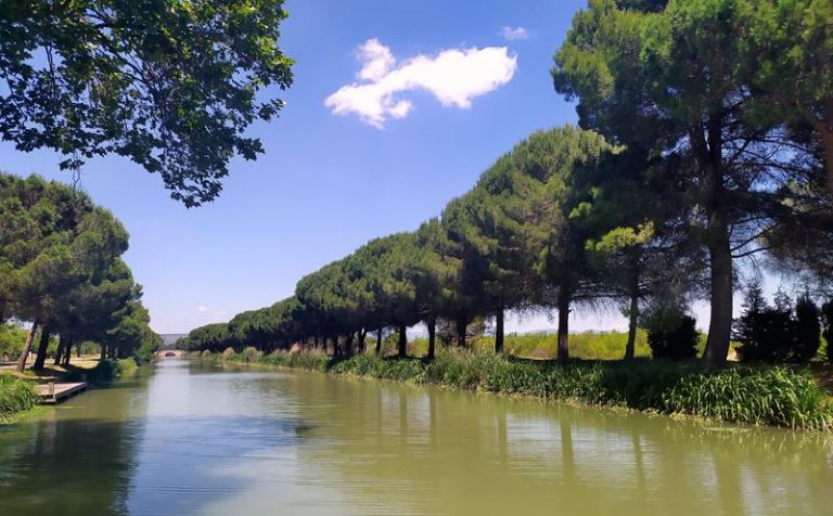Des pins le long du canal du Midi