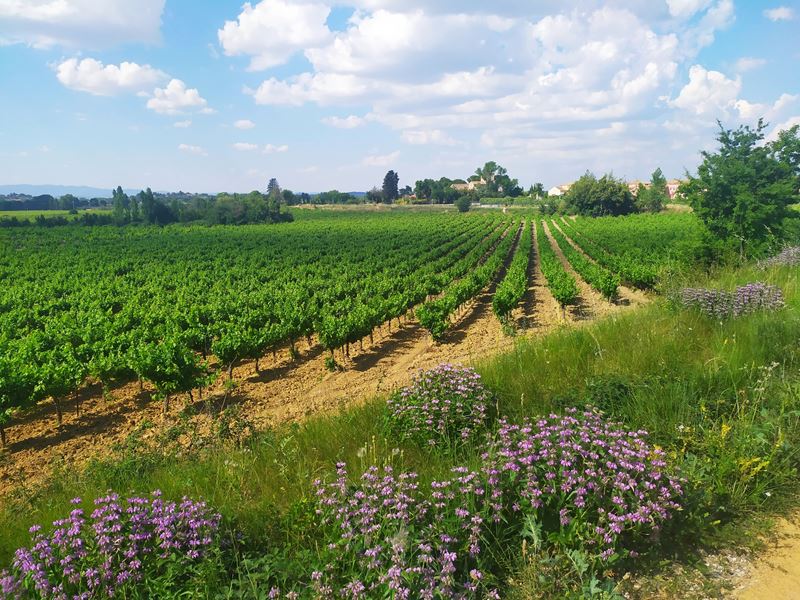 Les vignes dans le sud de la France