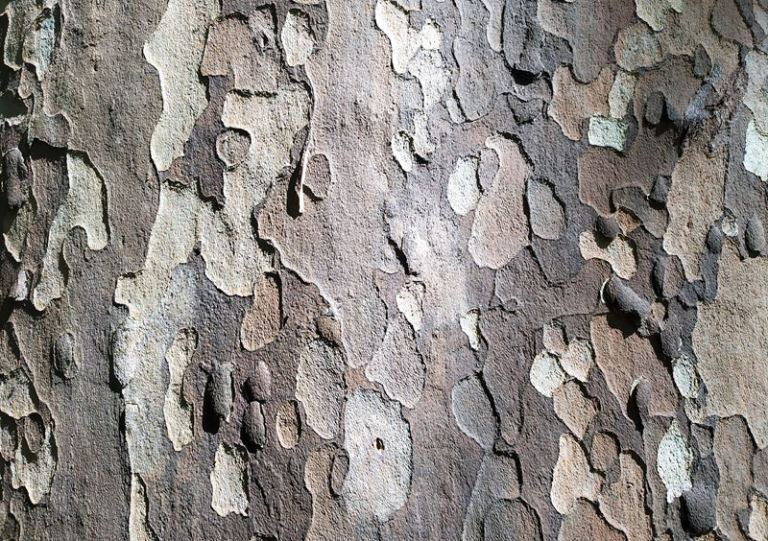 Un érable sycomore ou faux platane, sur les rives du canal du Midi