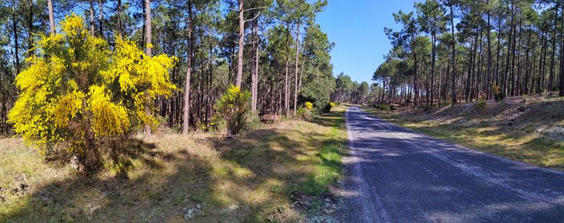 La route cyclable entre Maubuisson et Hourtin, au milieu de la forêt et des genêts fleuris, au printemps