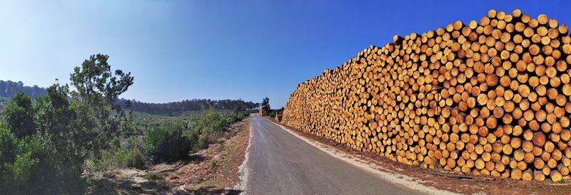 Des tas de pins coupés le long de la petite route entre Hourtin et Maubuisson