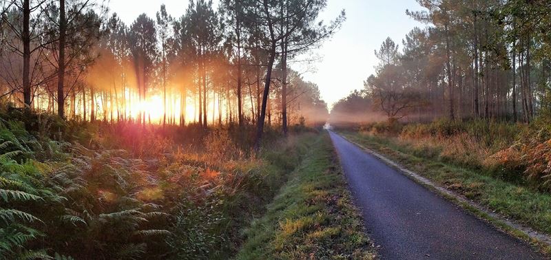 La forêt de pins le long de la piste dite de Lacanau, qui relie Bordeaux à Lacanau, éclairée par la lumière chaude du soleil levant