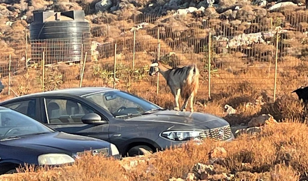 Une chèvre marche sur le capot d'une voiture garée sur le parking de Balos Beach