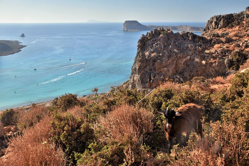 Le chemin de randonnée qui descend jusqu'à la plage de Balos Beach, et qui domine la mer, avec ici la présence d'une brebis