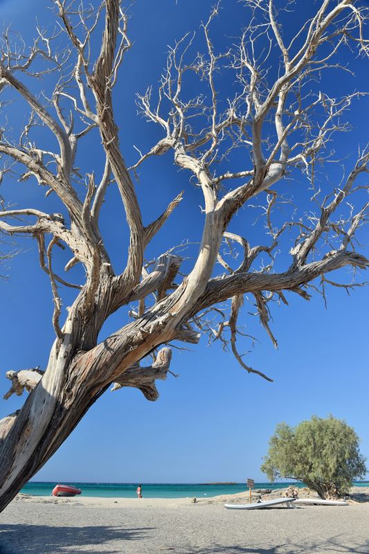 Un arbre mort sur la plage d'Elafonissi