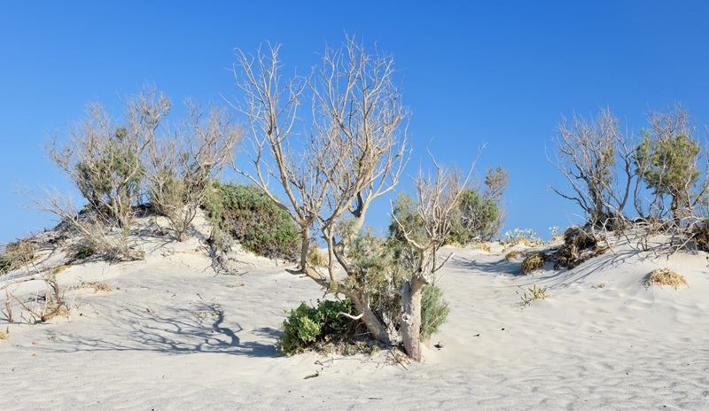 La végétation sauvage sur le sable blanc de l'île d'Elafonisi