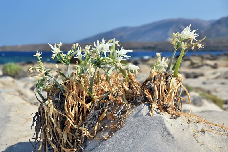 Un lis maritime face à la mer sur l'île d'Elafonisi