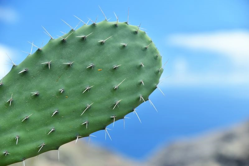 Cactus à côté du minuscule village de Chamorga, dans le parc rural d'Anaga