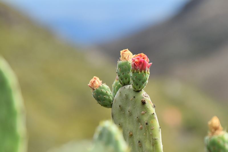 Cactus en fleurs à côté du minuscule village de Chamorga, dans le parc rural d'Anaga
