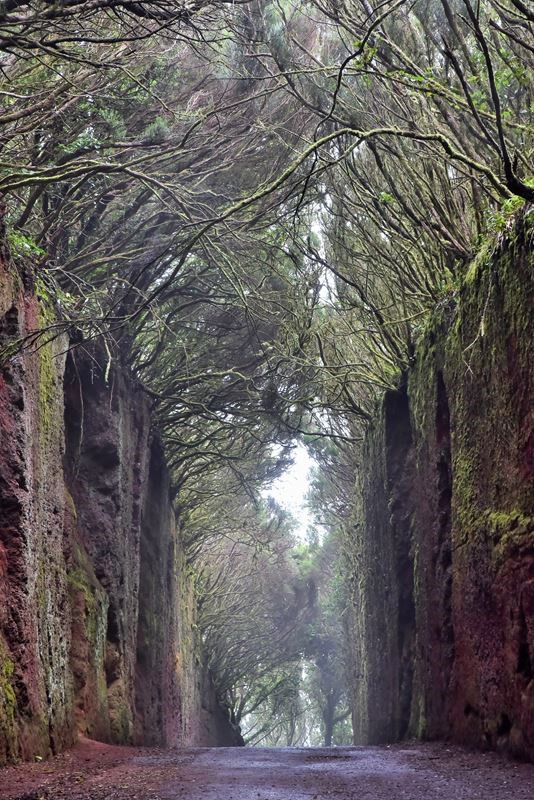 El Camino Viejo al Pico del Ingles dans le parc rural d'Anaga