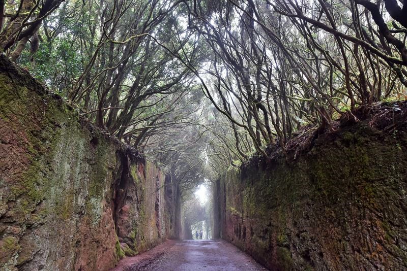 El Camino Viejo al Pico del Ingles dans le parc rural d'Anaga