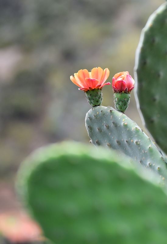 Cactus en fleurs à côté du minuscule village de Chamorga, dans le parc rural d'Anaga