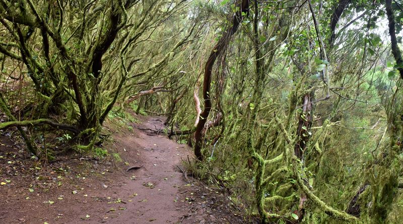 La forêt moussue et humide à côté d'el Camino Viejo al Pico del Ingles dans le parc rural d'Anaga