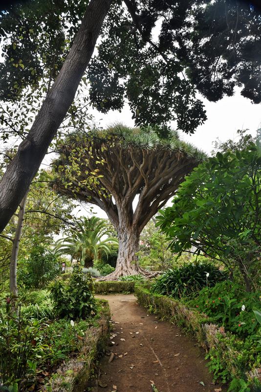 Un dragonnier de Tenerife, dans le jardin Hijuela del botanico (la fille du botaniste) de la ville coloniale de La Orotava