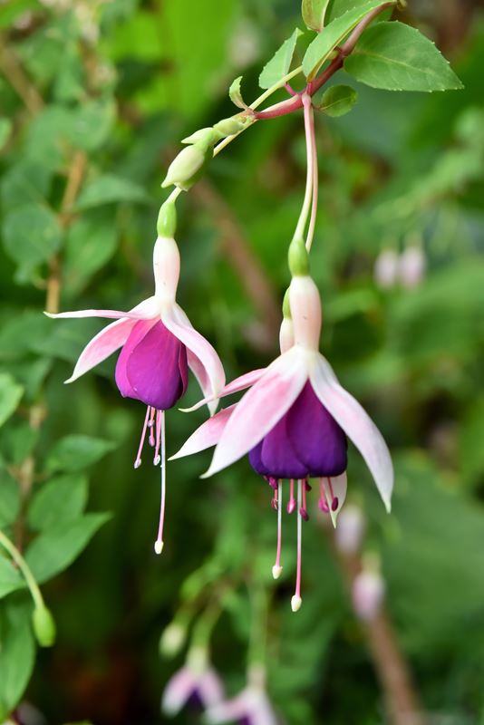 Un fuschia hybride, dans le jardin Hijuela del botanico (la fille du botaniste) de la ville coloniale de La Orotava