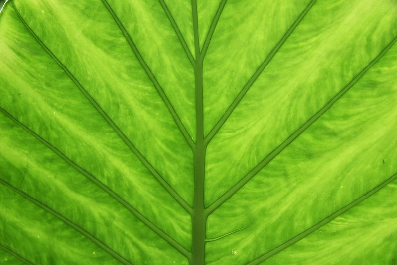 Gros plan d'une feuille en contrejour, dans le jardin Hijuela del botanico (la fille du botaniste) de la ville coloniale de La Orotava