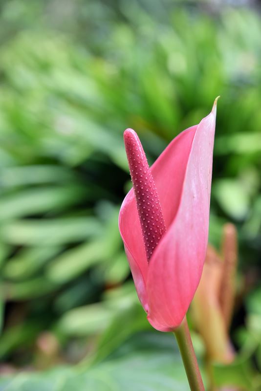 Un anthurium, dans le jardin Hijuela del botanico (la fille du botaniste) de la ville coloniale de La Orotava