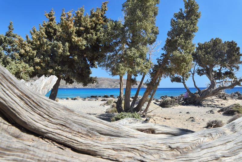 Arrivée à la plage sauvage et isolée de Kedrodasos (Crète), bordée de genévriers et qui donne sur la mer turquoise et translucide.