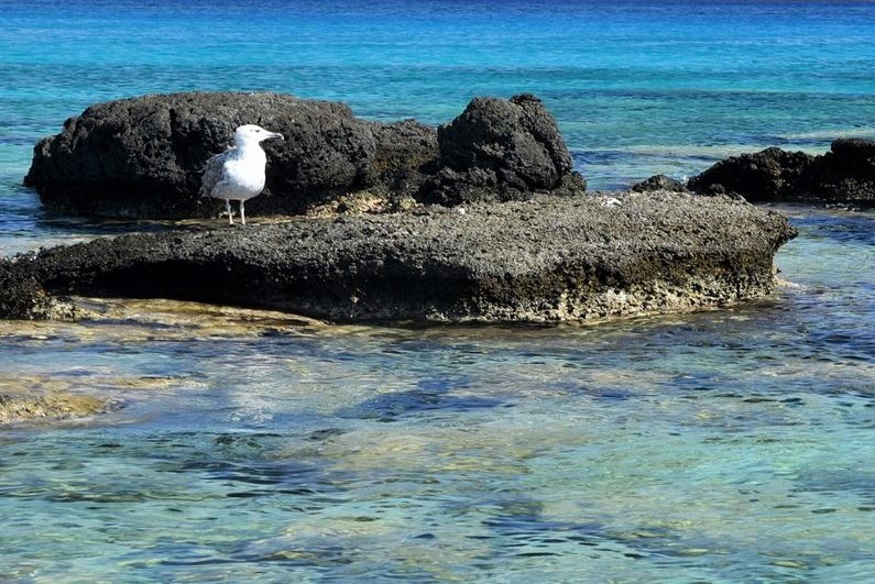 Mouette dans une petite crique qui donne sur la mer turquoise et translucide.