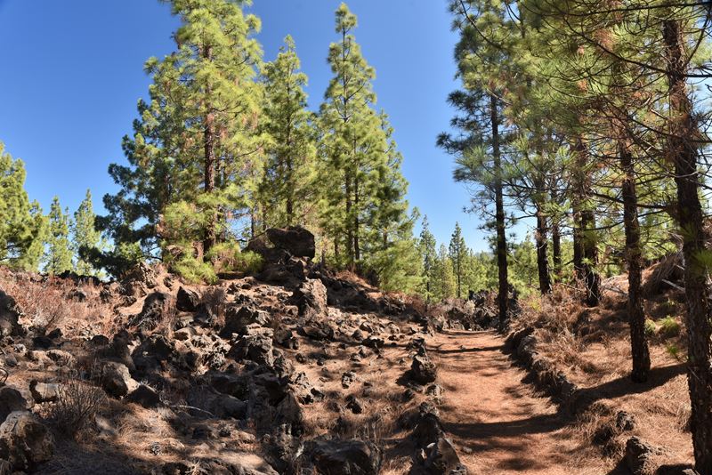 Chemin de randonnée au milieu des roches volcaniques dans la forêt de pins, pendant la randonnée entre San Jose de Los Llanos et le volcan Chinyero