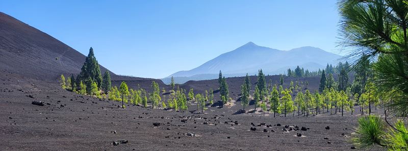 Le volcan Teide, l'intérieur de la caldeira, la mer de cendres, la forêt de pins et quelques roches volcaniques, vus depuis le volcan Trevejo