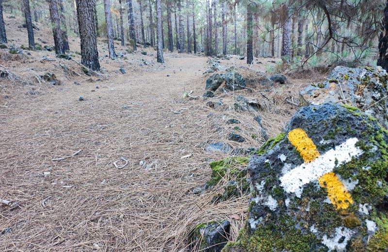 Randonnée dans la forêt de pins entre San Jose de Los Llanos et le volcan Chinyero