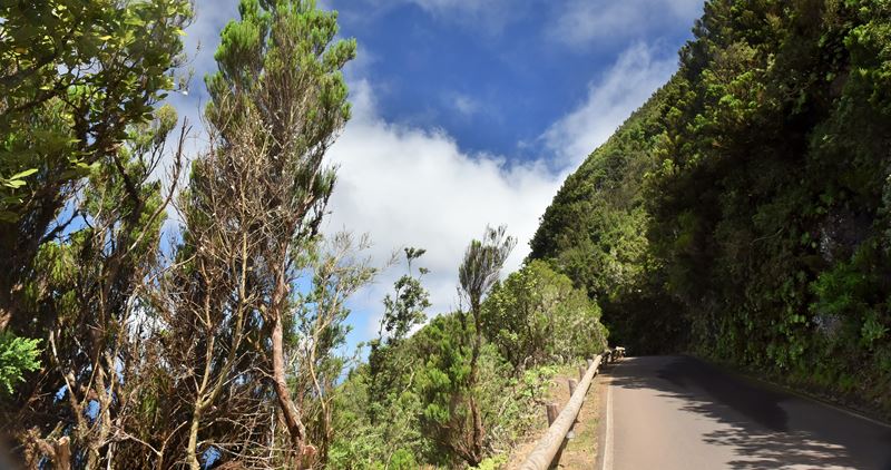 La route qui traverse le parc rural d'Anaga, cernée par la végétation