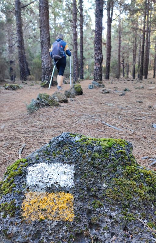 Randonnée dans la forêt de pins entre San Jose de Los Llanos et le volcan Chinyero