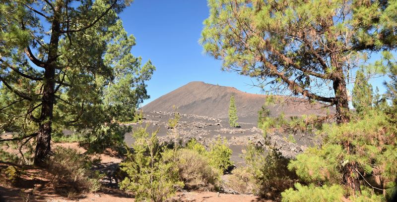 Vue sur le volcan Trevejo, pendant la randonnée dans la forêt de pins entre San Jose de Los Llanos et le volcan Chinyero