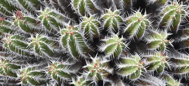 Jardin de cactus de Lanzarote César Manrique Gros plan sur une forêt de cactées fleuries