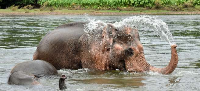 Bain d'éléphants, rivière Kwaï, jungle, Thaïlande