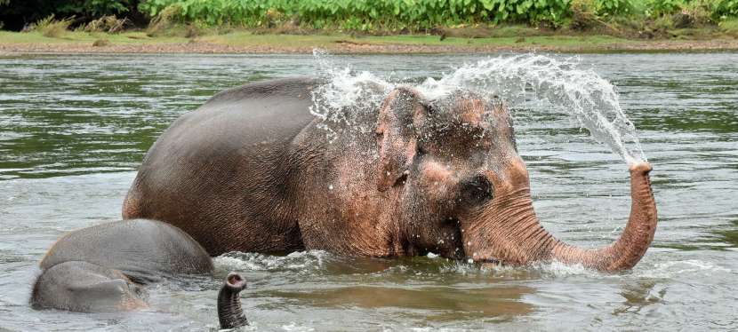 Se baigner avec des éléphants&nbsp;!