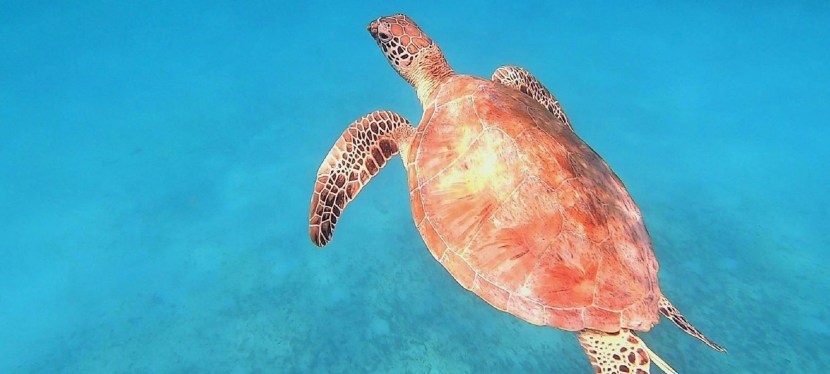Nager avec les tortues&nbsp;(Malaisie)